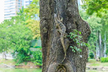 Asian Water Monitor climbing on a tree in Bangkok, Thailand