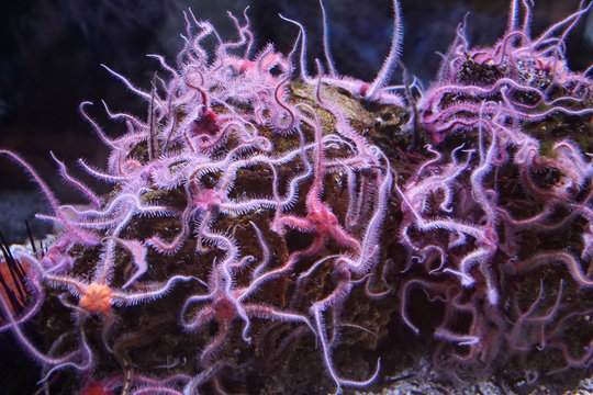Underwater view of Spiny brittlestar