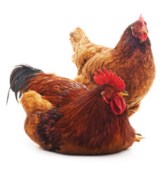 Red rooster and hen.
