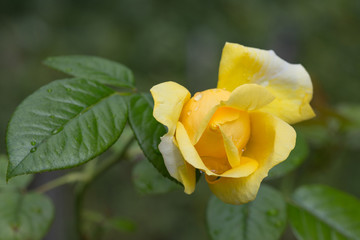 Rose jaune