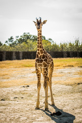 Yong baby giraffe
