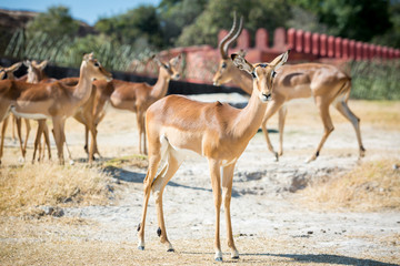 Naklejka na ściany i meble Beautiful gazelle with a herd