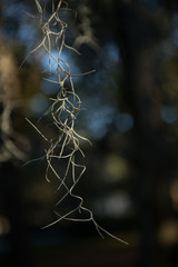 Close-up of the plant, Spanish Moss