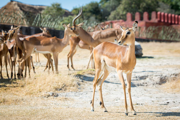 Naklejka na ściany i meble Beautiful gazelle with a herd