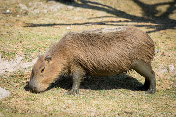 Wild capybara outdoors taking a walk