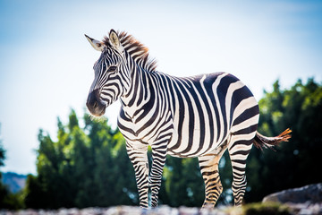 Fototapeta na wymiar Beautiful zebra standing alone