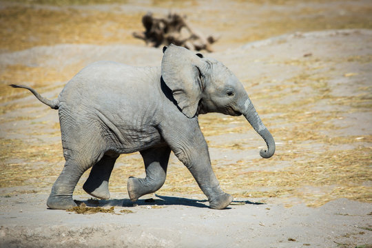 Baby elephant running sideways