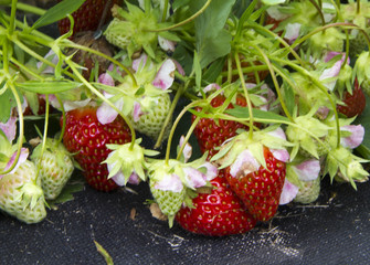 strawberries1