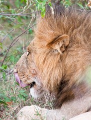 Naklejka premium Male lion licking his lips