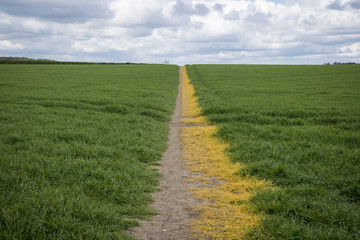 Public Footpath Through Field
