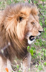 Male lion squinting