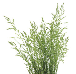 Bush of green grass.