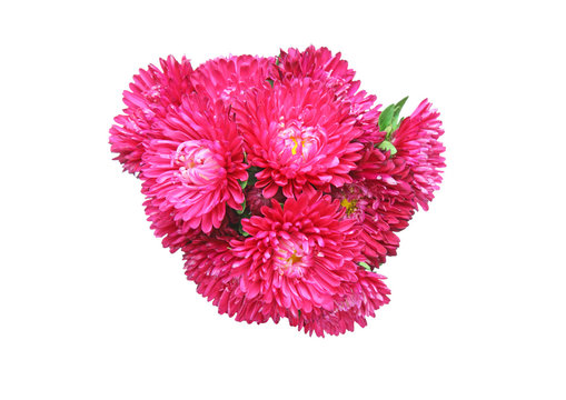 87 Best エゾギク Images Stock Photos Vectors Adobe Stock