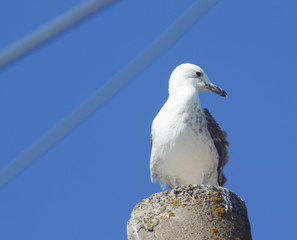 white seabird against the sky