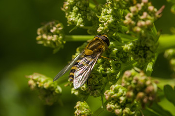Hoverfly macro