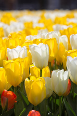 Obraz premium A field of white, yellow and some red flowering Tulips - Tulipa - during the Tulip festival in April in Amsterdam, The Netherlands, Europe.