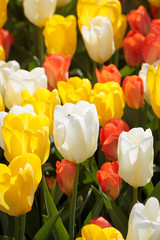 White, yellow and red flowering Tulips - Tulipa - during the Tulip festival in April in Amsterdam, The Netherlands, Europe. With a fly on one of the flowers.
