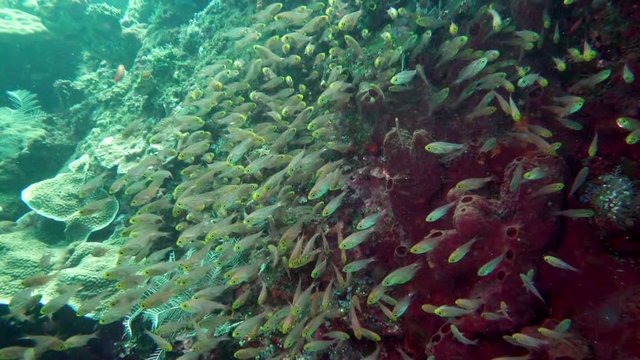 Underwater Hard corals on sea ocean. School fish. Amazing, beautiful underwater world Bali Indonesia and life of its inhabitants, creatures and diving, travels with them. Wonderful experience in sea