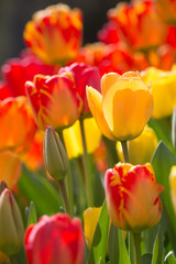 Close up of a  field of mixed orange, yellow and red Tulips - Tulipa - with a blurry colorful background, during the Tulip Festival in in April Amsterdam, The Netherlands, Europe.
