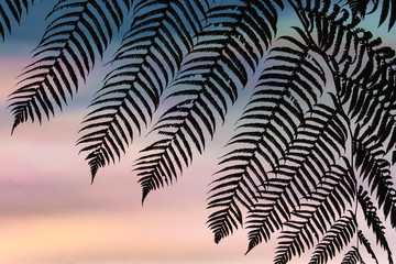 BALI, INDONESIA ASIA - APRIL 12, 2013: Silhouette of a Fern leaf against a colorful iridescent sky or mother of pearl, at sunset.