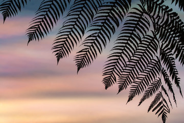 BALI, INDONESIA ASIA - APRIL 12, 2013: Silhouette of a Fern leaf against a colorful iridescent sky...