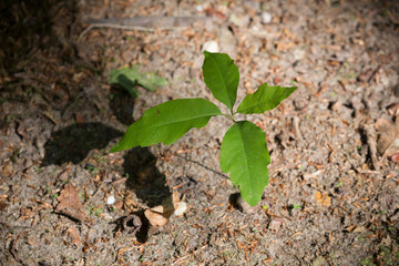 Sprout of a young oak tree.