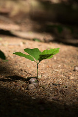 Sprout of a young oak tree.