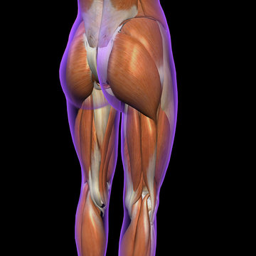 Female Hip and Leg Muscles Lateral and Posterior View on Black