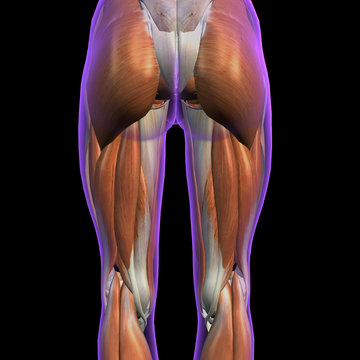 Female Posterior Hip and Leg Muscles on Black