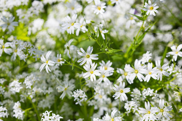 The addersmeat or greater stitchwort - Stellaria holostea.