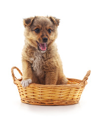 Little puppy in a basket.