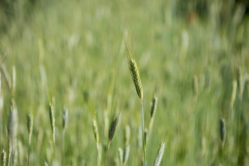 Wheat seed with a blurry green background.