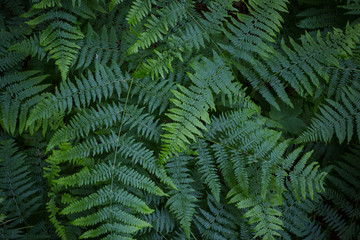 Fototapeta na wymiar Green fern or bracken leaves - frond.