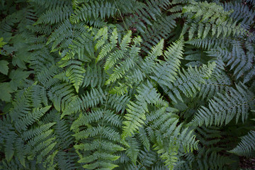 Fototapeta na wymiar Green fern or bracken leaves - frond.