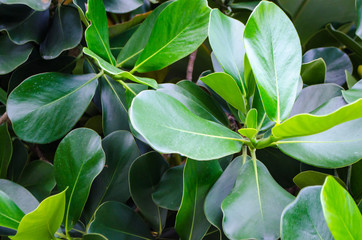 Natural background of green leafy plants