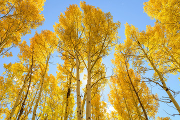 Golden Grove - back-lit low-angle view of bright sunlight shining on a golden autumn aspen grove. - obrazy, fototapety, plakaty