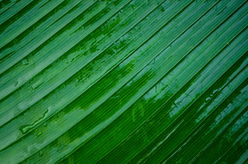 Concept of nature. The green background of a wet sheet of palm trees