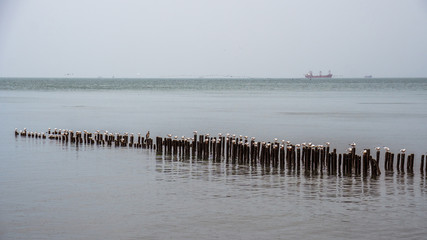 Fototapeta na wymiar Seagulls on breakwaters of the Black Sea, Poti, Georgia