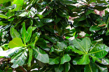 Natural background of green leafy plants