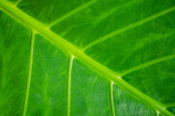 Concept of nature. The green background of a wet sheet of palm trees