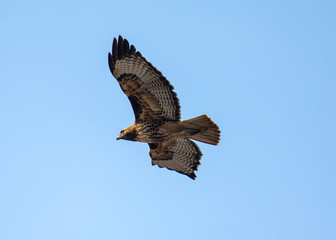 Red-tailed hawk flying, seen in the wild in North California