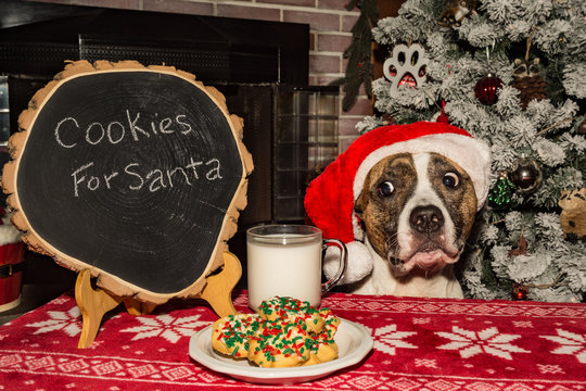 Cookies and Milk for Santa