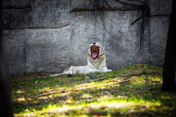 Beautiful white tiger laying