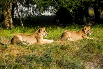 Young lions on the grass
