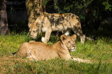 Young lions on the grass