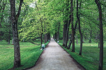 Alley with green summer trees, walkway air pathway in beautiful park