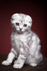 White kitten studio quality