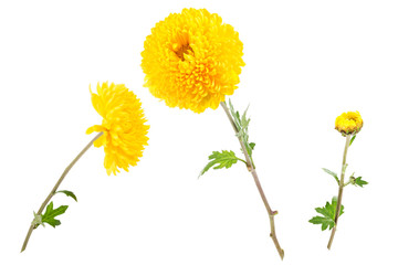 Set of bright yellow chrysanthemums isolated on white background (open flowers and bud).