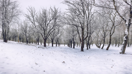 Snow-covered trees in the city park