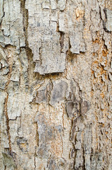 Texture and background of natural wood